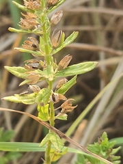 author not stated, no rights reserved Teucrium cubense, photograph author not stated, no rights reserved