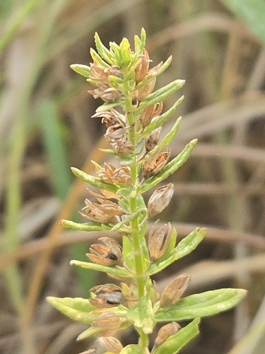 Teucrium cubense, photograph 5
