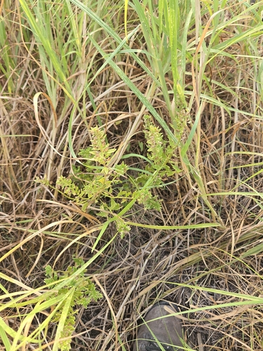 Teucrium cubense, photograph 6