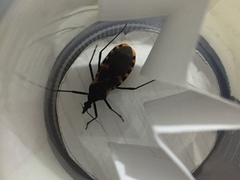 Triatoma dimidiata