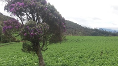 Andesanthus lepidotus