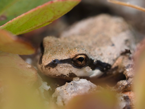 iNaturalist observation photo of Pacific chorus frog