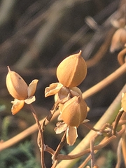 Ipomoea amnicola