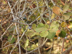 Dombeya rotundifolia, photograph (c) Mark Clarke, some rights reserved (CC BY)