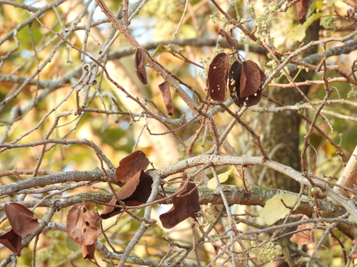 Dombeya rotundifolia