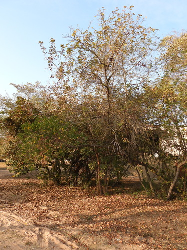 Dombeya rotundifolia, photograph 2
