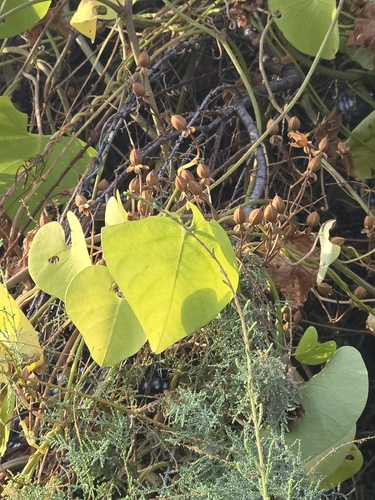 Ipomoea amnicola, photograph 2