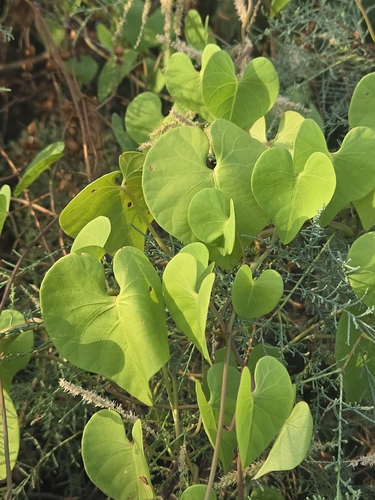 Ipomoea amnicola, photograph 3