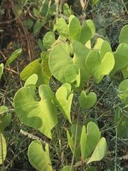 Ipomoea amnicola, photograph author not stated, no rights reserved