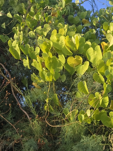 Ipomoea amnicola, photograph 4