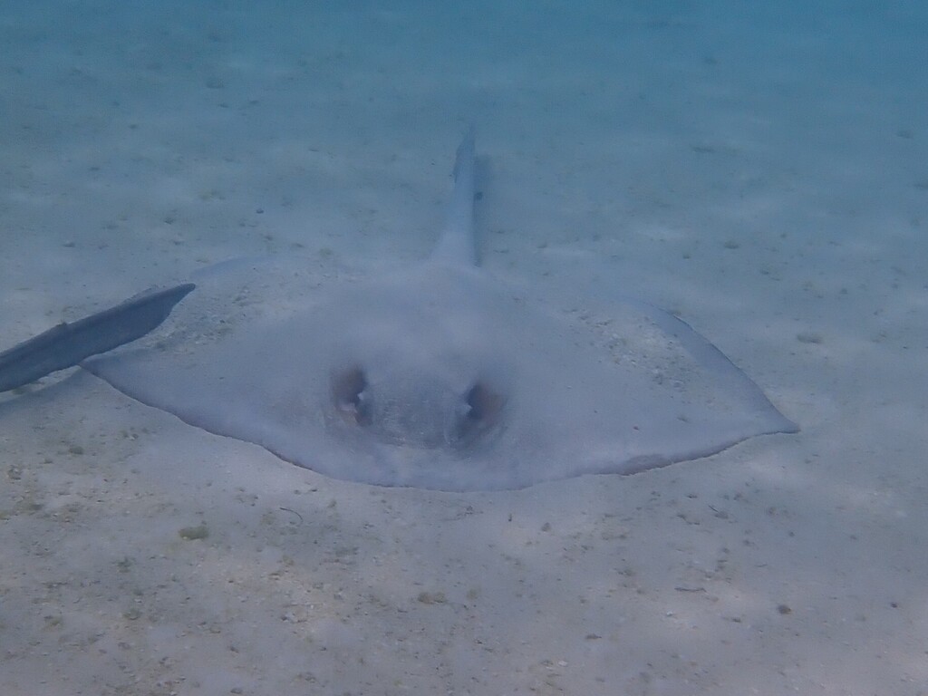 Broad cowtail ray resting on pale sand in shallow water, seen head-on with its tail behind
