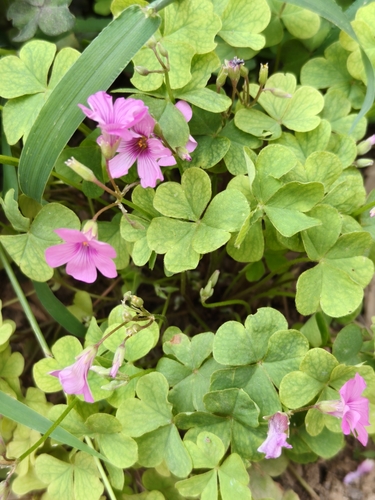 pink-sorrel