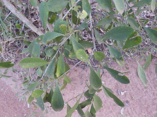 Gymnosporia senegalensis, photograph 5