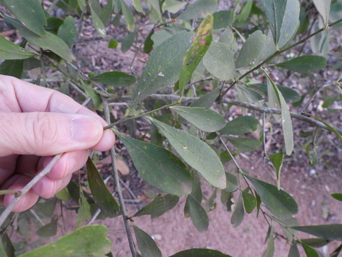 Gymnosporia senegalensis, photograph 6