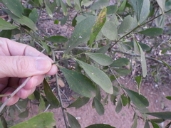 Gymnosporia senegalensis, photograph (c) Mark Clarke, some rights reserved (CC BY)