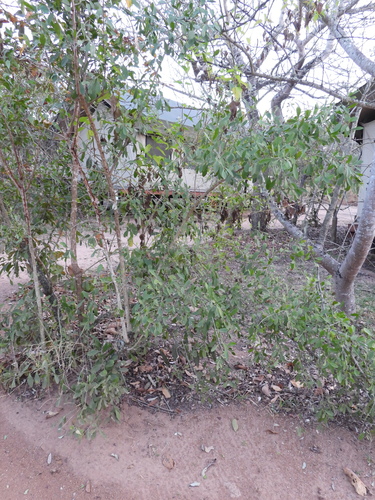 Gymnosporia senegalensis, photograph 4