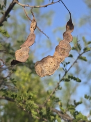 Senegalia wrightii, photograph Daniel Atha, CC0, iNaturalist via GBIF