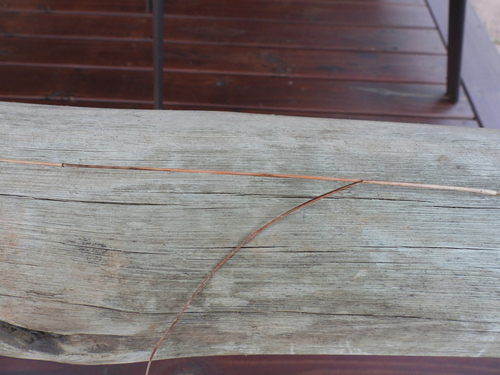Pogonarthria squarrosa, photograph 4