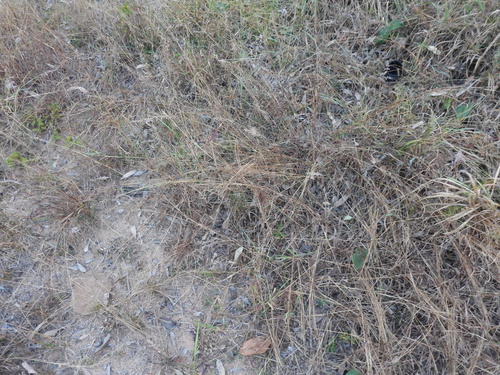 Pogonarthria squarrosa, photograph 1
