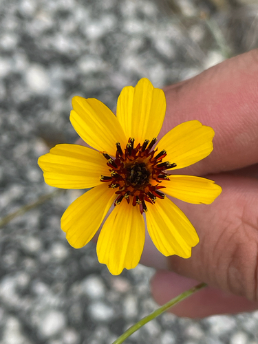 Thelesperma filifolium, photograph 6