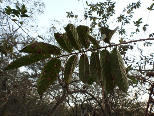 Antidesma venosum