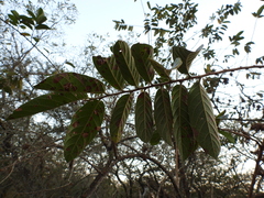 Antidesma venosum