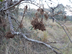 Antidesma venosum, photograph (c) Mark Clarke, some rights reserved (CC BY)