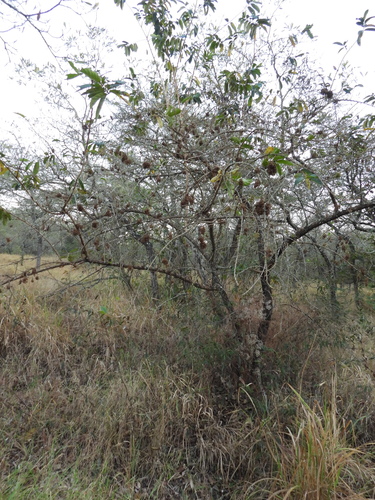 Antidesma venosum, photograph 3
