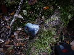 Rossbeevera pachydermis