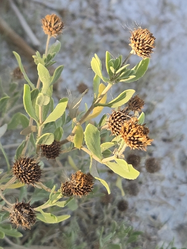 Borrichia frutescens, photograph 6