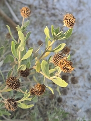 Borrichia frutescens, photograph author not stated, no rights reserved