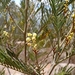 Acacia mearnsii