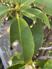 Rhododendron macrophyllum