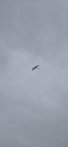 Eurasian Spoonbill