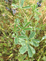 Lupinus albifrons collinus