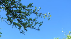 Sideroxylon obtusifolium