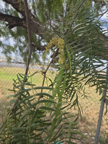 honey mesquite