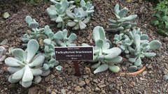 Pachyphytum bracteosum
