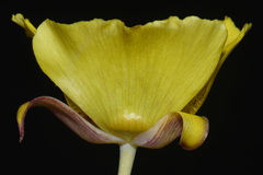 Calochortus luteus, photograph (c) Brian Finzel, some rights reserved (CC BY-SA)