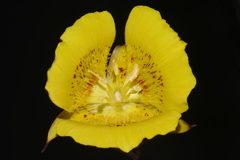 Calochortus luteus, photograph (c) Brian Finzel, some rights reserved (CC BY-SA)