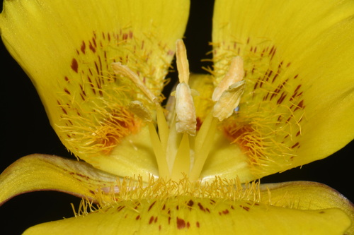 Calochortus luteus, photograph 1