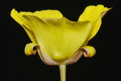 Calochortus luteus, photograph (c) Brian Finzel, some rights reserved (CC BY-SA)