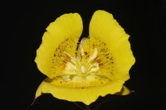 Calochortus luteus