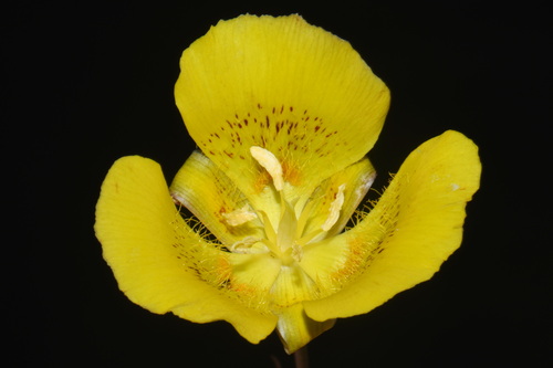 Calochortus luteus, photograph 3
