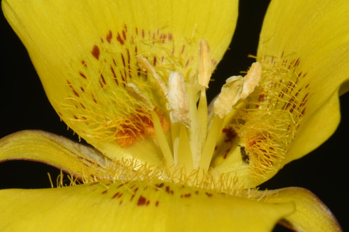 Calochortus luteus, photograph 5