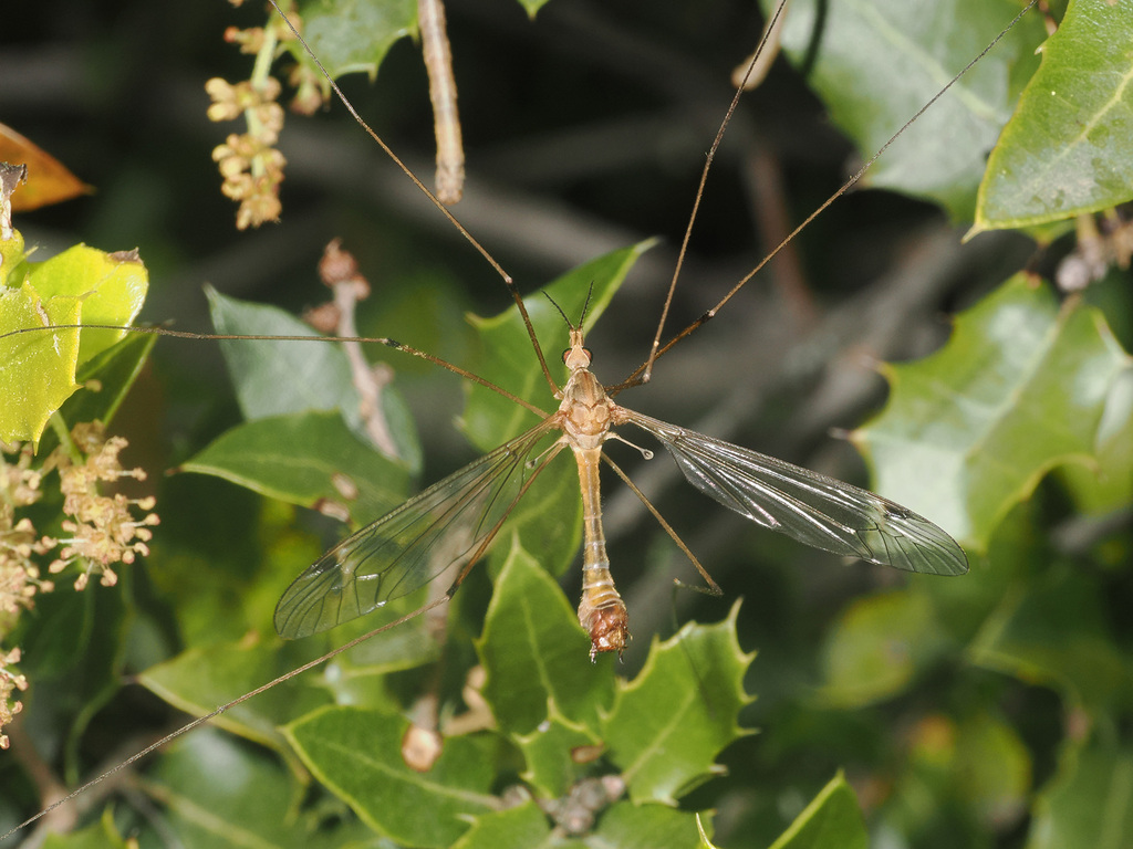 Tipula clio species group