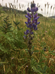 Lupinus albifrons collinus