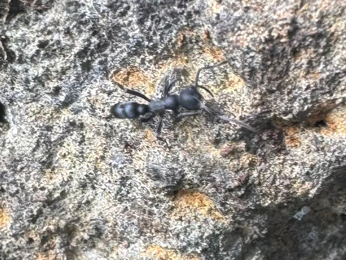 Leptogenys falcigera observed 2026-08-14