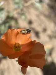 Acmaeodera latiflava latiflava