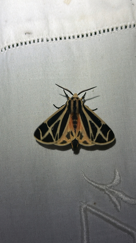 Harnessed Tiger Moth